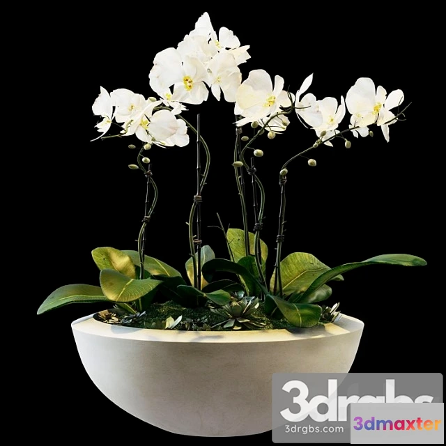 1061746 - Flowers 05