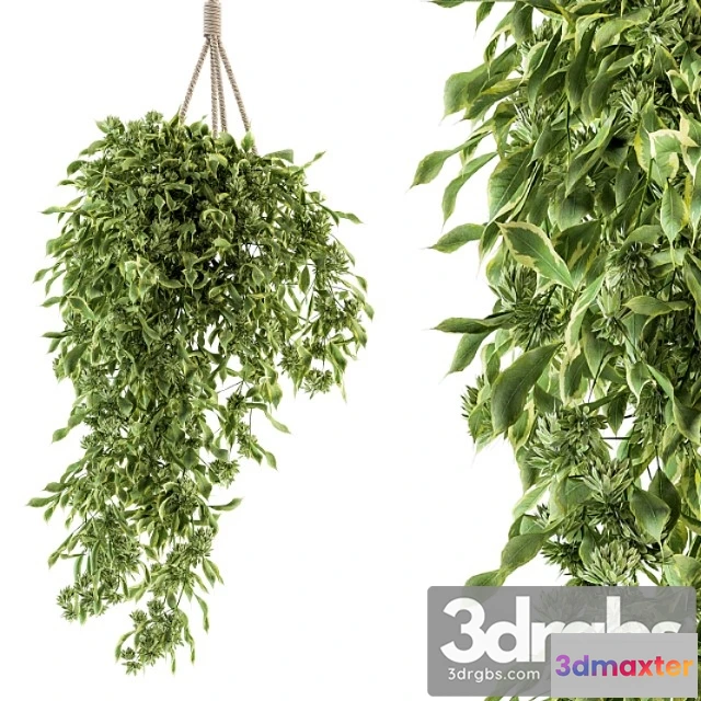 1061760 - Hanging box plant - set 154
