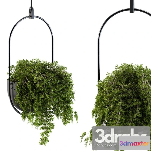 1061762 - Hanging box plant - set 83