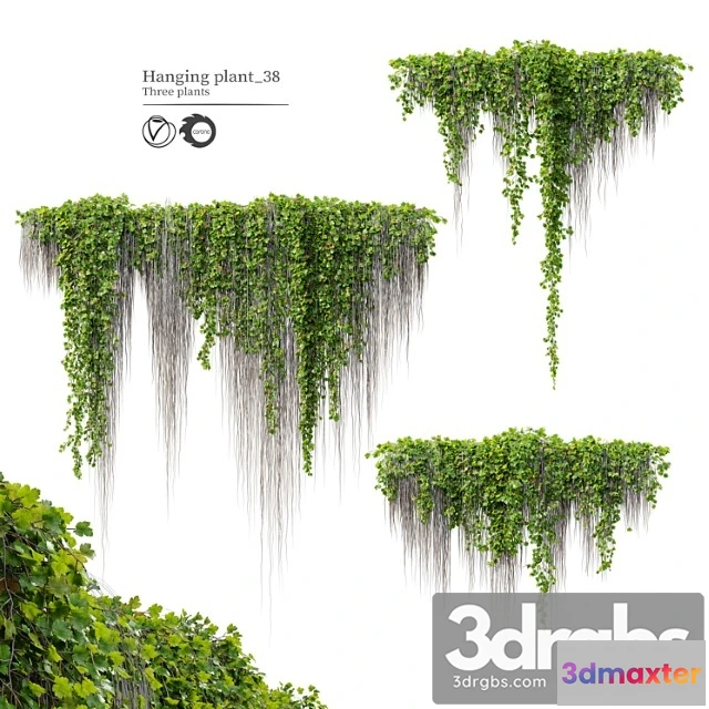 1061768 - Hanging plant 38