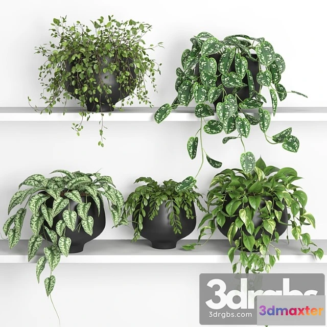 1061778 - Hanging plants on shelf 2