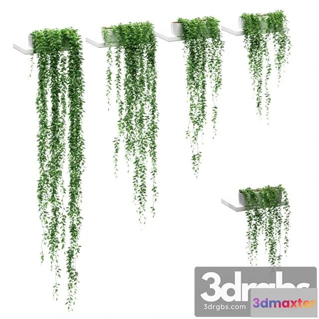 1061780 - Hanging plants on the shelves. 5 models