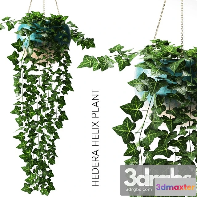 1061790 - Hedera helix plant