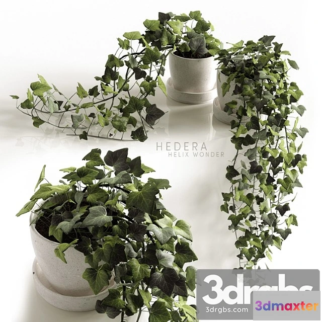 1061794 - Hedera helix wonder