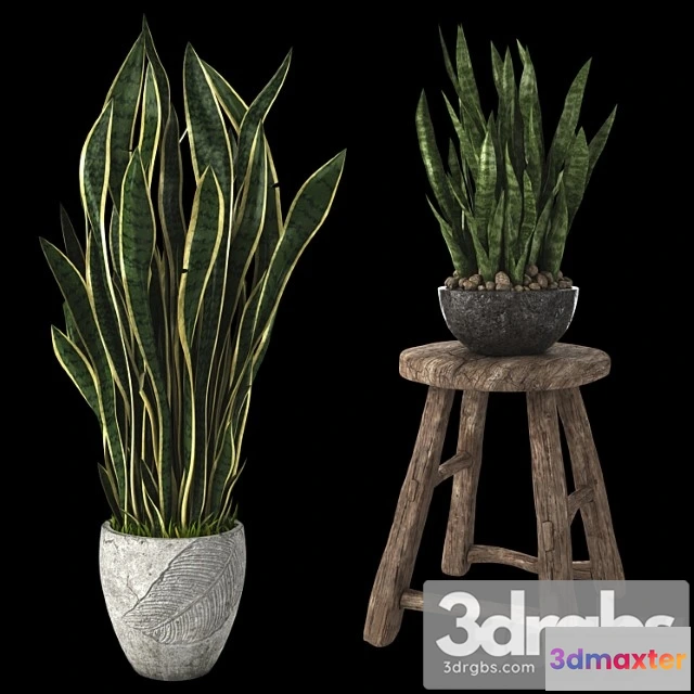 1061798 - Home plant sansevieria