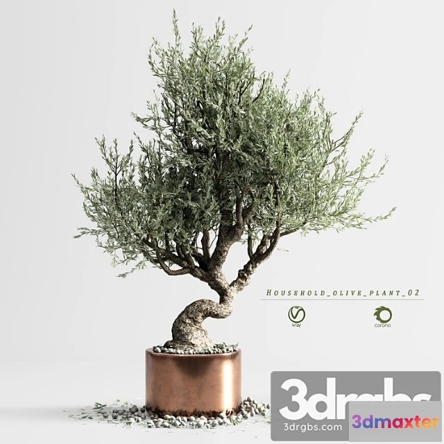 1061806 - Household olive plant 02