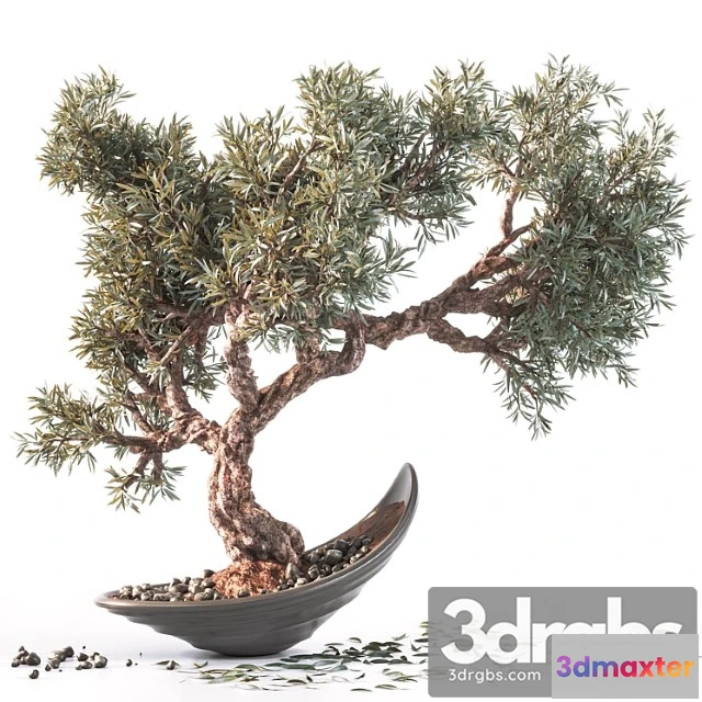 1061808 - Household olive plant