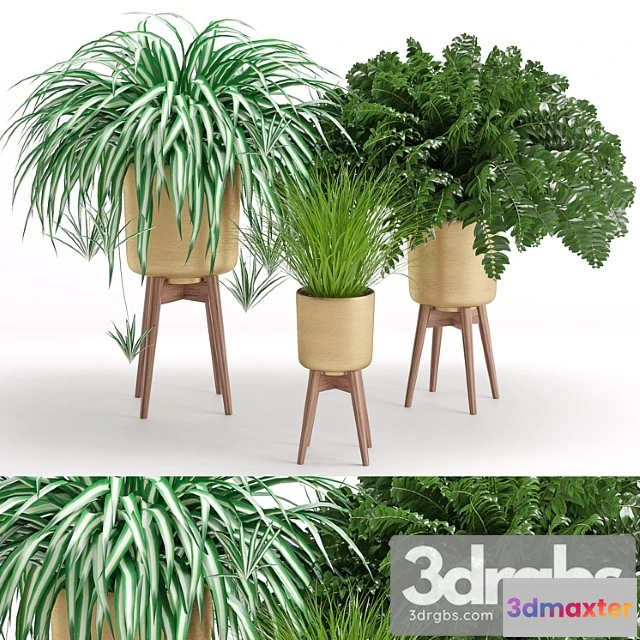 1061810 - Houseplant 30