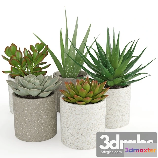 1061812 - Houseplant 63