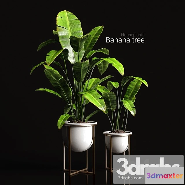 1061814 - Houseplants banana tree