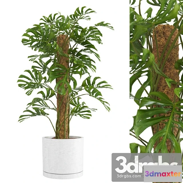 1061838 - Indoor monstera plant