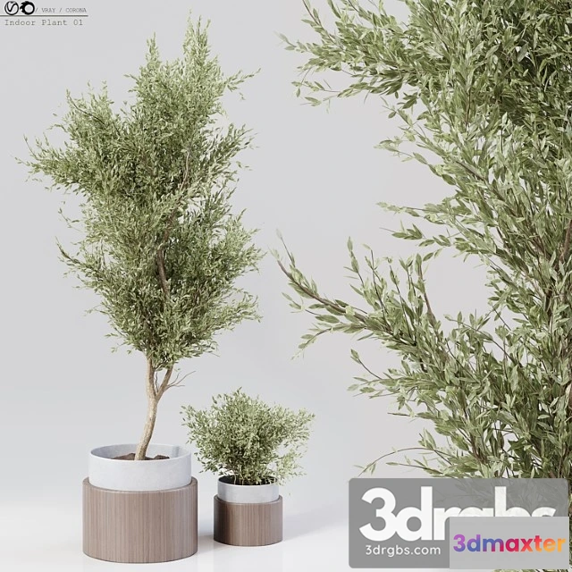 1061848 - Indoor plant 01