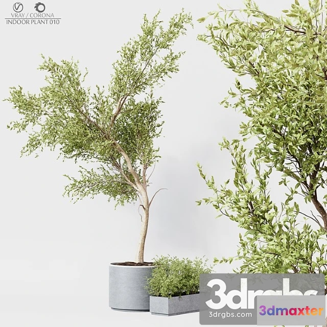 1061850 - Indoor plant 010