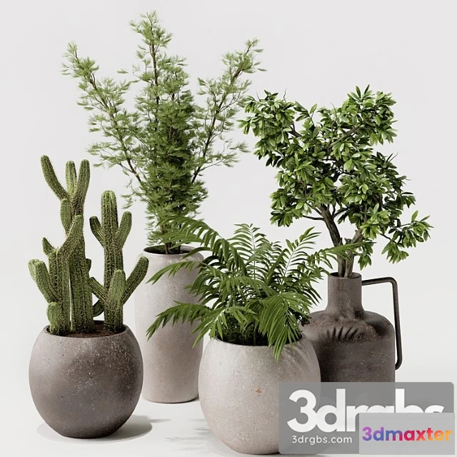 1061852 - Indoor plant 03