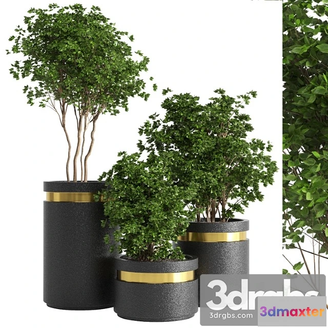 1061854 - Indoor plant 05