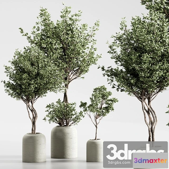 1061856 - Indoor plant 09