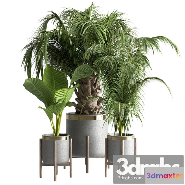 1061858 - Indoor plant 13