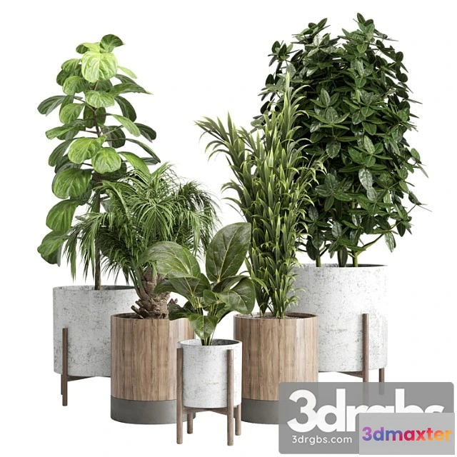 1061868 - Indoor plant 20
