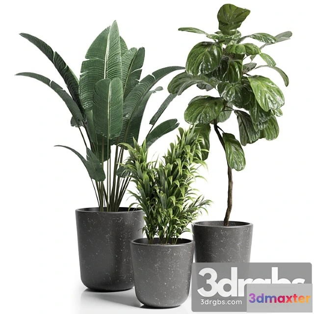 1061870 - Indoor plant 21