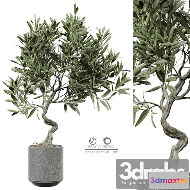 1061874 - Indoor plant 289