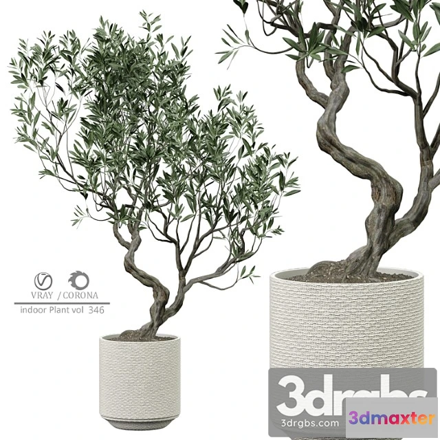 1061876 - Indoor plant 346