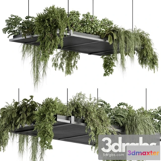 1061880 - Indoor plant 443 - hanging plants