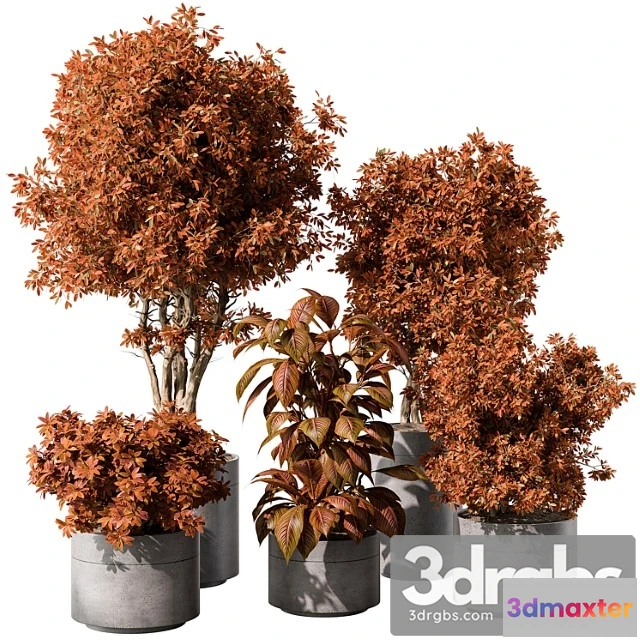 1061884 - Indoor plant 463 - tree and bush