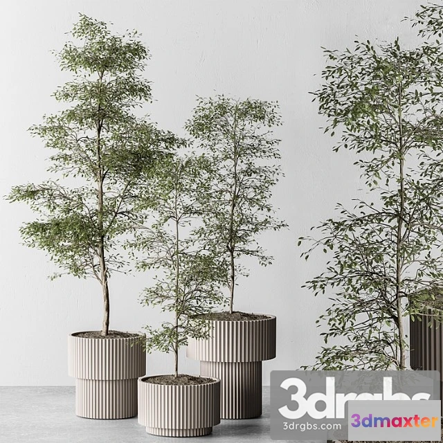 1061886 - Indoor plant 497 - sapling tree