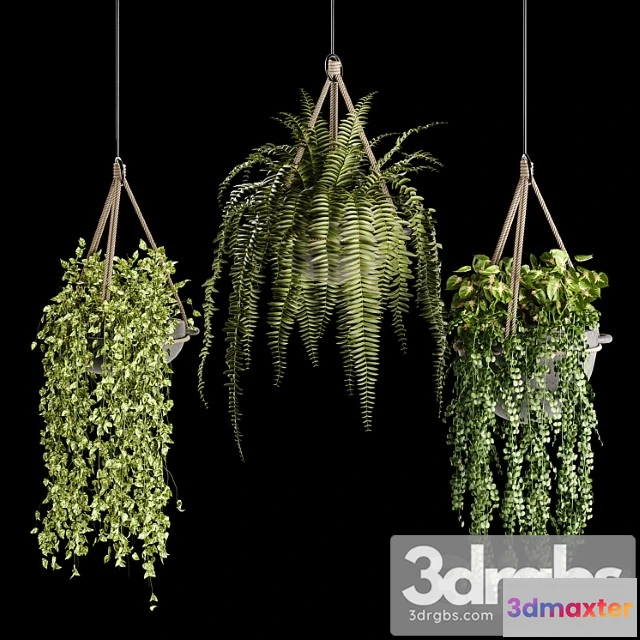 1061894 - Indoor plant collection 02