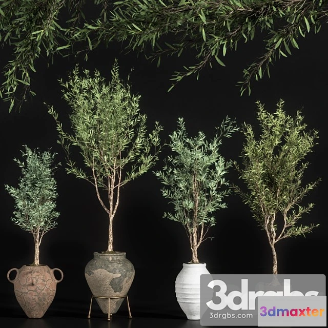 1061896 - Indoor plant olive set 01