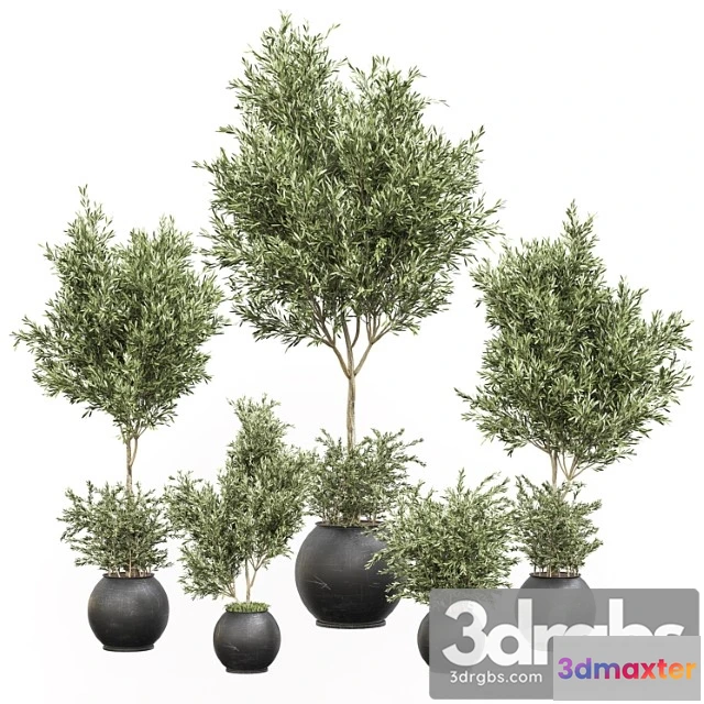 1061898 - Indoor plant olive set 02