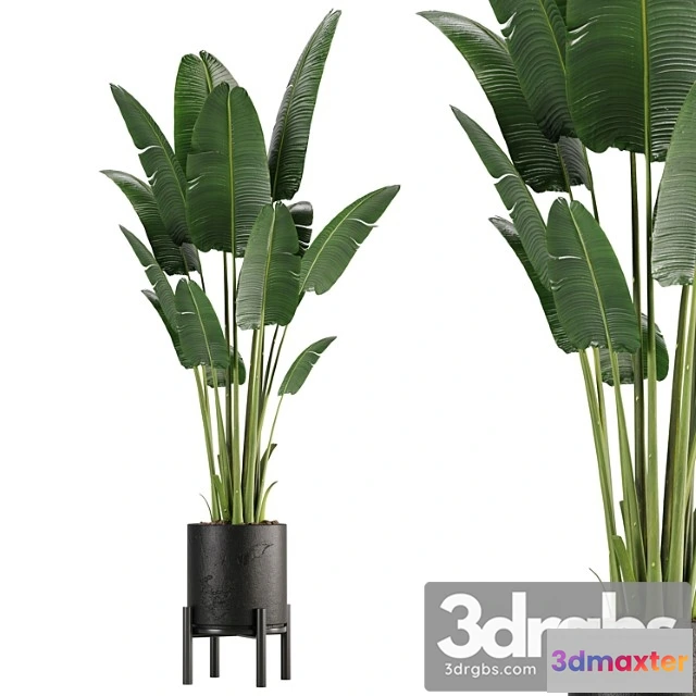 1061906 - Indoor plant set 01