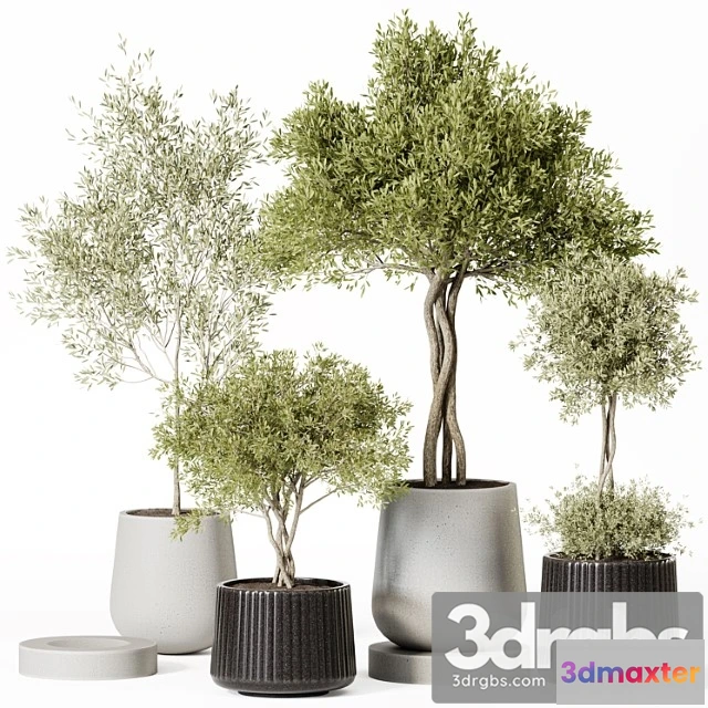 1061912 - Indoor plant set 019