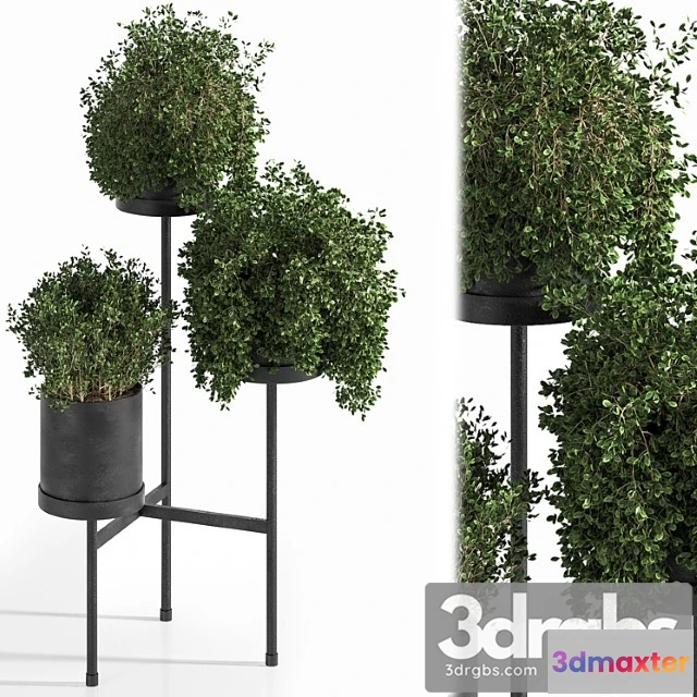 1061916 - Indoor plant set 03