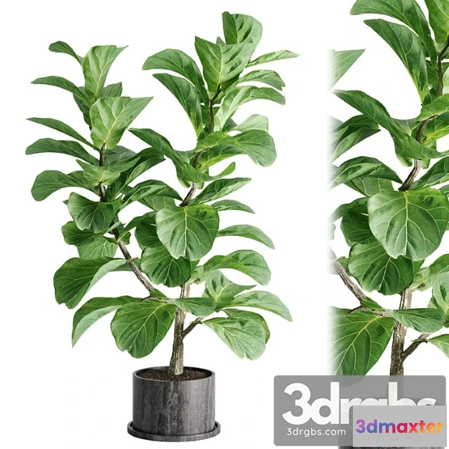 1061918 - Indoor plant set 04