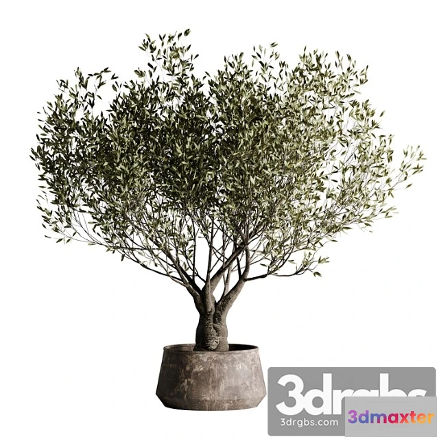 1061922 - Indoor plant set 09