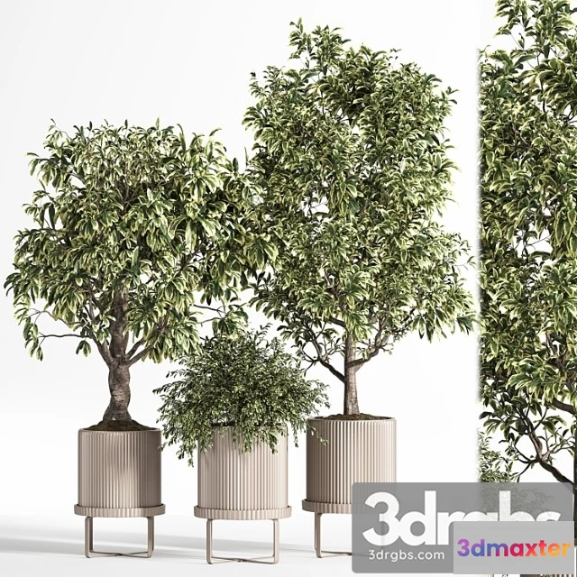 1061932 - Indoor plant set 11 (benjamin)