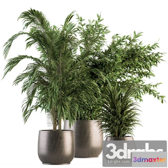 1061934 - Indoor plant set 112 - tropical plants