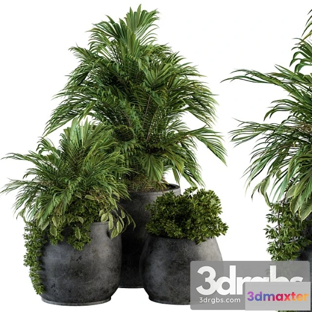 1061936 - Indoor plant set 113 - black pot