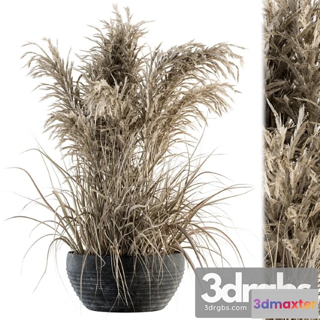 1061938 - Indoor plant set 114 - dried plant