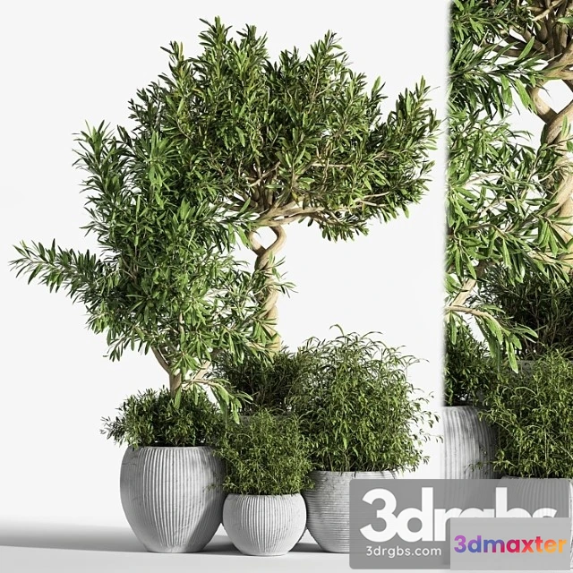 1061940 - Indoor plant set 12 2