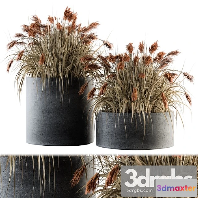 1061962 - Indoor plant set 140 - indian grass