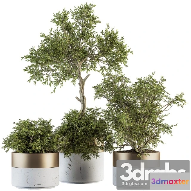 1061980 - Indoor plant set 200 - tree in pot