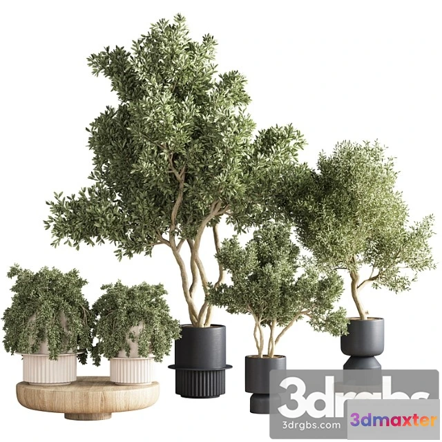 1061982 - Indoor plant set 21