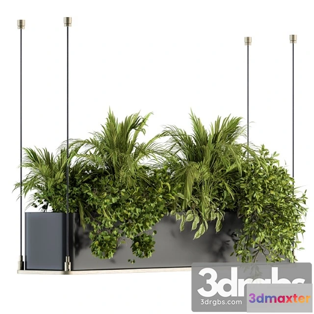 1061992 - Indoor plant set 218 - hanging plants