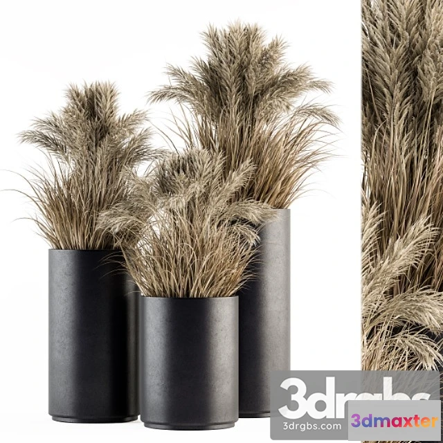 1061998 - Indoor plant set 224 -big pampas