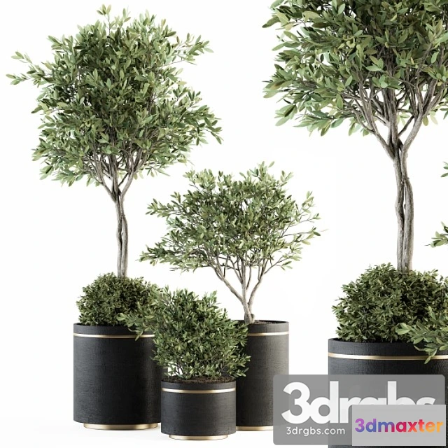 1062004 - Indoor plant set 239 - olive in pot