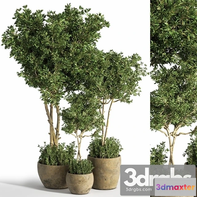 1062012 - Indoor Plant Set 25