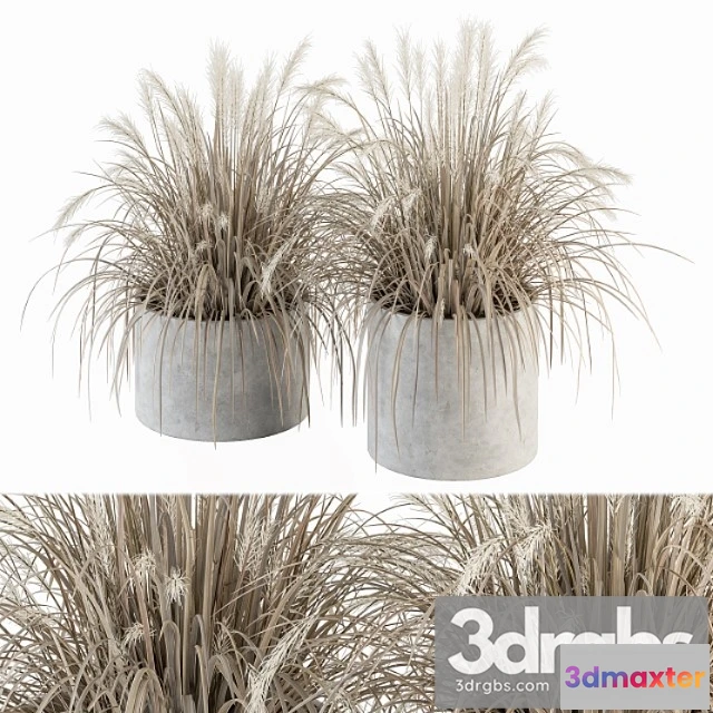 1062014 - Indoor plant set 251 - dried plants in pot