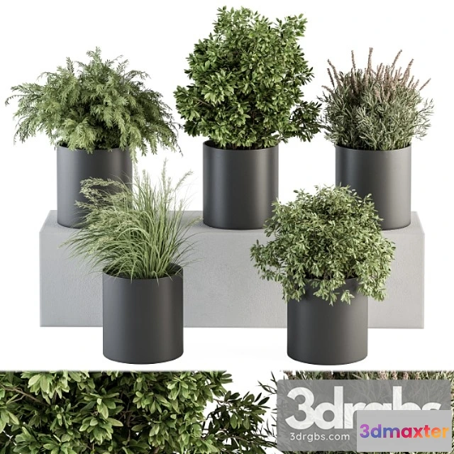 1062032 - Indoor plant set 305 - small plant pot